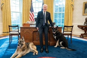 Chó của ông Biden bị 'đuổi' khỏi Nhà Trắng vì cắn người