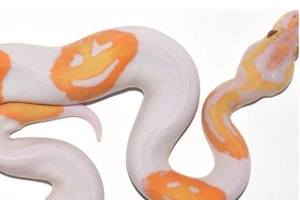 Kỳ lạ trăn có 3 hình mặt cười trên thân