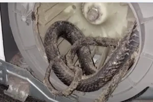 Ớn lạnh phát hiện rắn nằm trong máy sấy quần áo