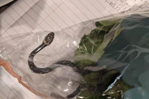 Hoảng hồn thấy rắn cực độc trong gói xà lách mua ở siêu thị
