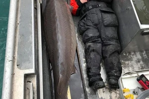 Bắt được cá sông khổng lồ 100 tuổi, nặng hơn 100 kg