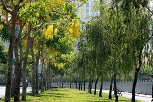 Sài Gòn có phố hoa vàng