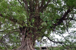 Ngắm ba gốc đại thụ được giữ lại bên bến Bạch Đằng 