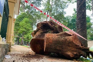 TP.HCM đốn hạ nhiều cây dầu lâu năm ở đường Nguyễn Bỉnh Khiêm