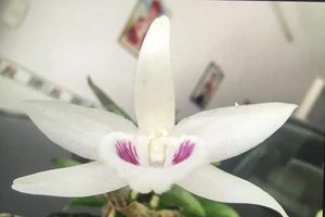 Choáng với giò lan Giã hạc giá gần 7 tỉ đồng