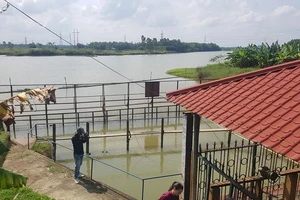 Đề nghị thủy điện xả nước để giảm mặn cho Đà Nẵng 