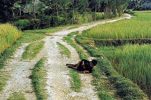 Quảng Ngãi phản bác về nhân vật trong ảnh vụ thảm sát Sơn Mỹ 