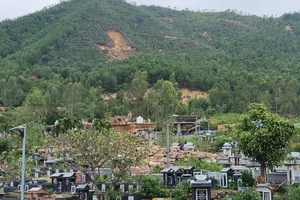 Đà Nẵng tính bỏ cây keo trồng cây gỗ lớn để ngăn sạt lở