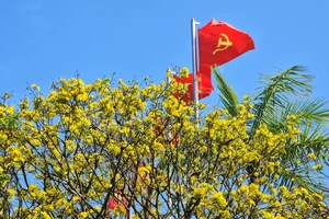 Hàng trăm gốc mai vàng bonsai đọ dáng tại chợ hoa Tết Đà Nẵng 2024