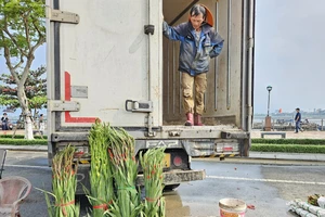 Hoa Tết tràn về phố bán giá sỉ, người dân Đà Nẵng rủ nhau đi mua