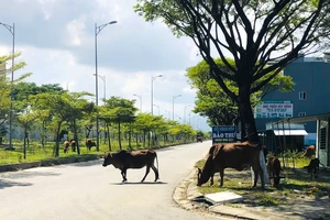 Trâu, bò thả rông ‘quậy tưng’ khu đô thị ở Đà Nẵng