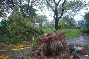 Bão Trà Mi làm hàng chục nhà ở Đà Nẵng tốc mái, hơn 900 cây xanh ngã đổ