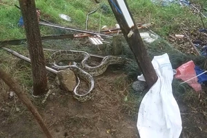 Trăn đất 15 kg lạc vào khu dân cư tại Đà Nẵng 