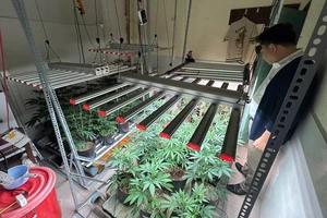 Vụ trồng cần sa lớn nhất từ trước đến nay tại Đà Nẵng bị triệt phá