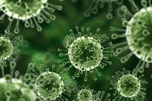 Đà Nẵng kích hoạt giám sát toàn diện trước nguy cơ virus Nipah