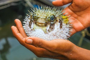 Vẫn còn người ngộ độc chết vì ăn cá nóc