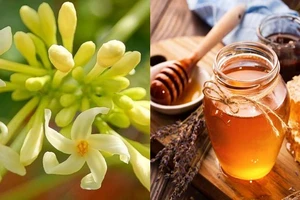 Người đàn ông uống hoa đu đủ ngâm mật ong khiến men gan tăng gấp 1.000 lần, tiên lượng rất xấu