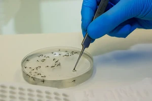 Một giáo viên tử vong do sốt xuất huyết