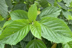 Suy gan, suy thận vì ăn lá lộc mại chữa táo bón