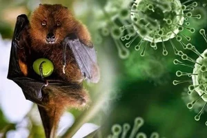 Virus Nipah: Lây nhiễm thấp nhưng tỉ lệ tử vong có thể lên tới 75%