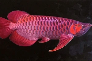 Ăn trứng cá cảnh, 13 người nhập viện