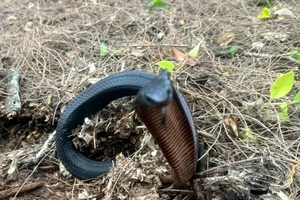 Úc: Rùng rợn ổ rắn cực độc hơn 100 con trong vườn nhà