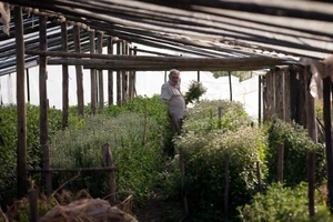 ‘Tổng thống nghèo nhất thế giới’ qua đời, hưởng thọ 89 tuổi