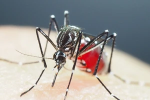 WHO cảnh báo nguy cơ lây lan virus chikungunya do muỗi vằn