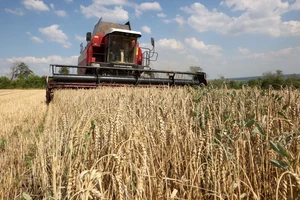 Ukraine yêu cầu Israel tịch thu tàu chở ngũ cốc ‘bị đánh cắp’