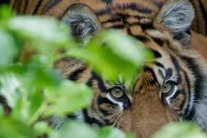 Ấn Độ: hổ trong vườn quốc gia vồ chết 4 người