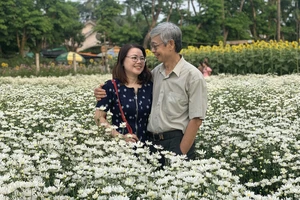 Vườn cúc họa mi trái mùa - điểm đến giải nhiệt mùa hè tại xứ Quảng 