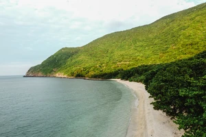 Hành trình 'hộ tống' rùa con về với biển