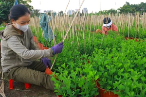 TP.HCM: Nhiều nhà vườn hoa kiểng giảm số lượng hoa Tết