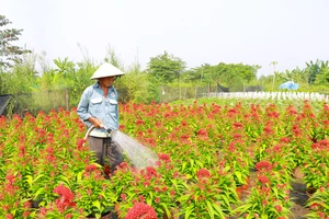 Thương lái vẫn chưa ghé, nhà vườn thấp thỏm lo đầu ra hoa Tết 