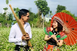 Chiêm ngưỡng vườn hoa tam giác mạch Hà Giang nở rộ tại xứ Quảng