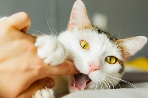 Bị mèo cắn chảy máu có phải đi tiêm phòng dại?