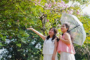 Hoa kèn hồng khoe sắc, nhuộm hồng các tuyến đường trung tâm TP.HCM 