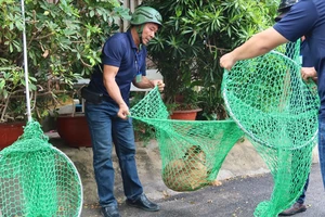 Đội bắt chó thả rông phường Hiệp Bình Chánh tiếp tục ra quân