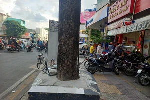 TP.HCM: Nhiều cây xanh bị trám xi măng quanh gốc 