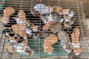 Vụ 26 con mèo bị bắt trộm: Chủ nuôi cần làm gì để nhận lại?