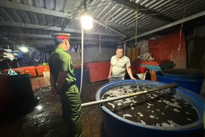 Vụ 3.000 tấn ốc ngâm 'thủy tinh lỏng': Những vấn đề pháp lý và nguy cơ sức khỏe