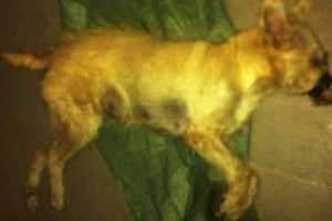 'Hiệp sĩ' vây bắt hai kẻ đi trộm chó