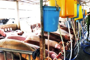 Phạt 2 trại heo sử dụng chất tạo nạc vượt mức cho phép vài trăm lần