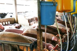 Có hơn 17% tổng số cơ sở nuôi heo sử dụng chất cấm