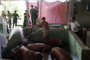 Đánh tráo đàn heo bị dính chất cấm để mang đi giết mổ