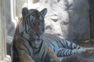 Hổ vồ chết nhân viên chăm sóc ở Bình Dương