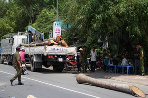 Thân cây dừa rơi khỏi cần cẩu đè thiếu niên 15 tuổi