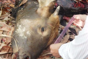 Trả hồ sơ điều tra bổ sung vụ bắn chết bò tót quý hiếm