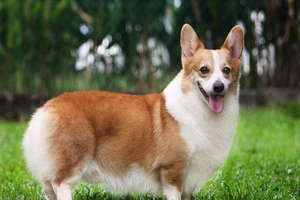 Chém 2 người vì... con chó