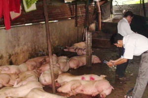 Bắt quả tang lò mổ heo lở mồm long móng số lượng lớn